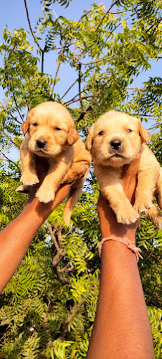 Awesome Pet shop photo