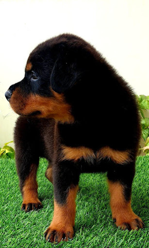 Awesome Pet shop photo