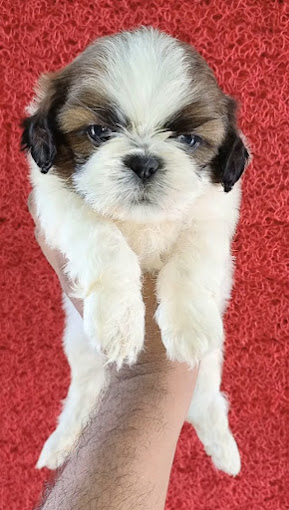 Awesome Pet shop photo