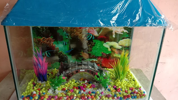 Delhi Fish Aquarium Photo