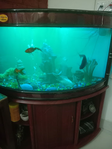 Delhi Fish Aquarium Photo