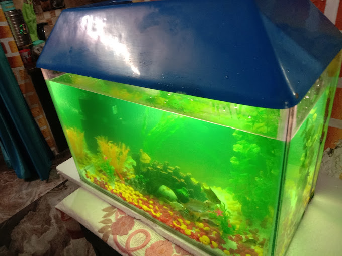 Delhi Fish Aquarium Photo