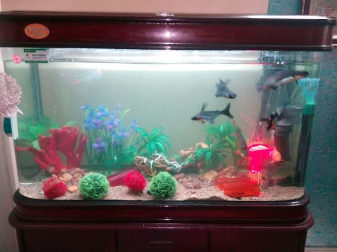 Delhi Fish Aquarium Photo