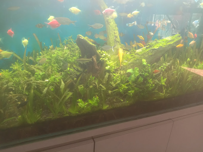 Delhi Fish Aquarium Photo