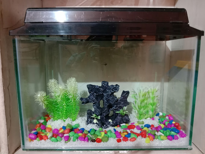 Delhi Fish Aquarium Photo