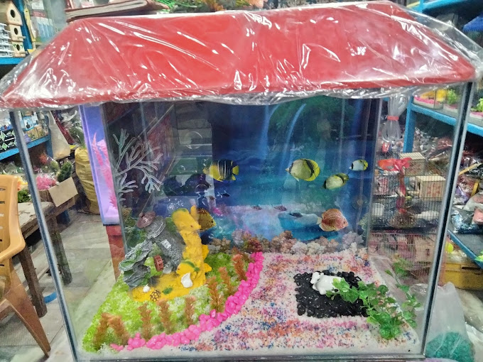 Sai pet home and clinic photo