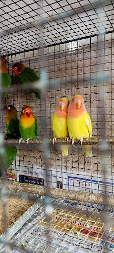 Varun pet store fish aquarium