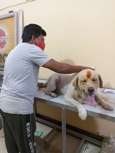 Varun pet store fish aquarium