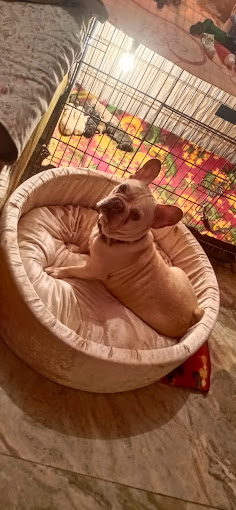 Varun pet store fish aquarium