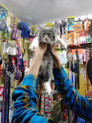 Varun pet store fish aquarium