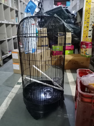 Varun pet store fish aquarium